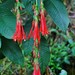 Fuchsia boliviana - Photo (c) CORDENOS Thierry, alguns direitos reservados (CC BY-NC), enviado por CORDENOS Thierry