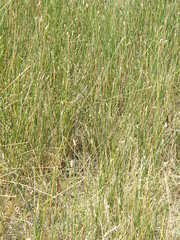 Eleocharis elegans