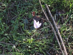 Crocus biflorus
