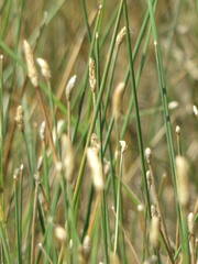 Eleocharis elegans