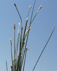 Eleocharis elegans