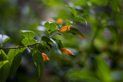 Clinopodium macrostemum