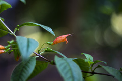 Clinopodium macrostemum