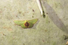Synchlora astraeoides