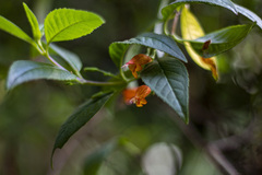 Clinopodium macrostemum