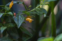 Clinopodium macrostemum