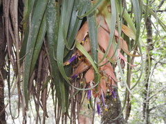 Tillandsia violacea