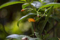 Clinopodium macrostemum