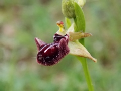 Ophrys sphegodes atrata