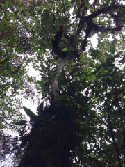 Chrysochlamys glauca