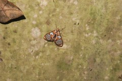 Glyphodes grandisalis