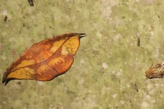 Oxydia geminata flavidula