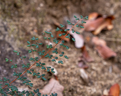 Pellaea myrtillifolia