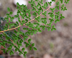 Pellaea myrtillifolia