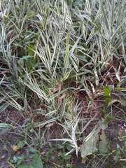 Phalaris arundinacea picta