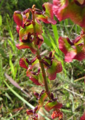 Rumex sagittatus