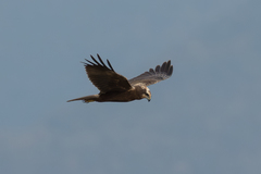 Circus aeruginosus aeruginosus