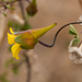 Tropaeolum × tenuirostre - Photo (c) Nicolás Villaseca Merino, algunos derechos reservados (CC BY-NC), subido por Nicolás Villaseca Merino