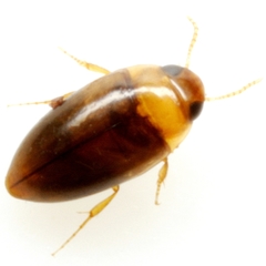 Notomicrus