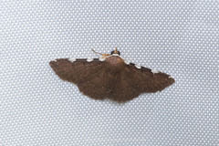 Corgatha pseudominor