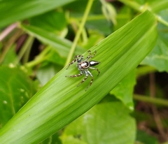 Salticidae