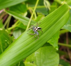 Salticidae