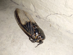 Cryptotympana aquila