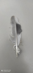 Columba livia domestica