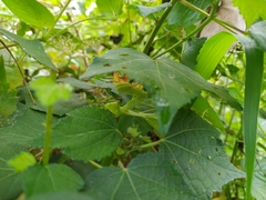 Rhombodera extensicollis