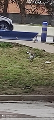 Columba livia domestica
