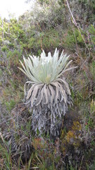Espeletia schultzii