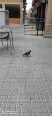 Columba livia domestica