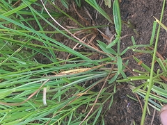 Cordylostigma virgatum