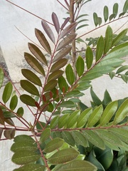 Simarouba