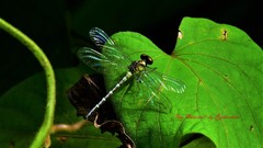 Microgomphus chelifer