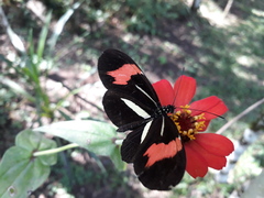 Heliconius besckei