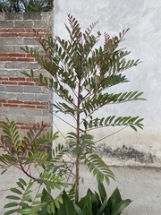 Simarouba