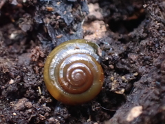 Morlina glabra