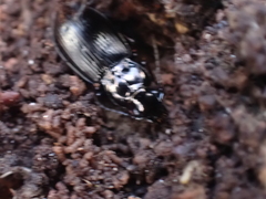 Pterostichus oblongopunctatus
