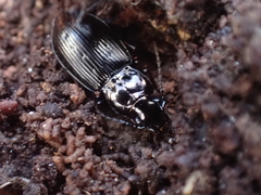 Pterostichus oblongopunctatus