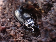 Pterostichus oblongopunctatus