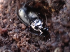 Pterostichus oblongopunctatus