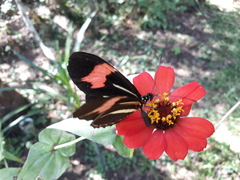 Heliconius besckei