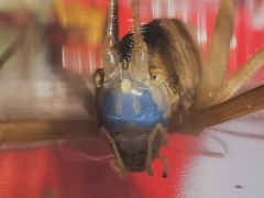 Eumecopterus incisus