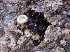 Bombus
