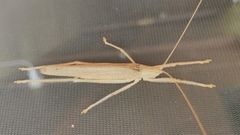 Eumecopterus incisus