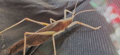 Eumecopterus incisus