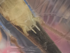 Eumecopterus incisus