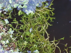 Riccia fluitans