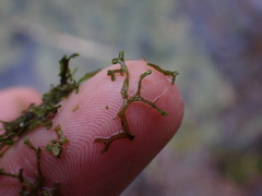 Riccia fluitans